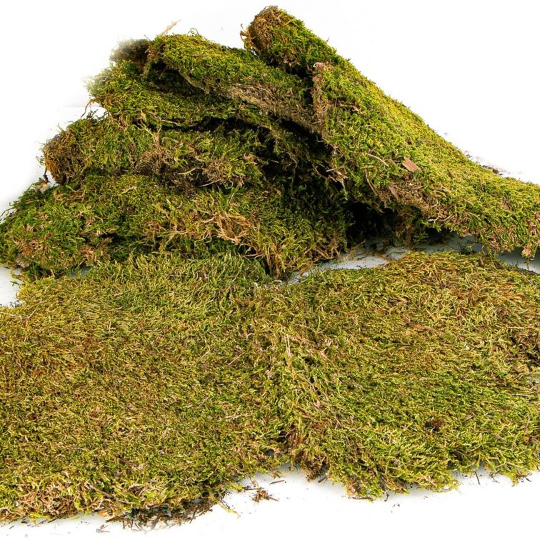 Mech do terrarium